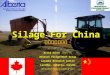 Silage For China 中国的青贮饲料