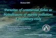 Parasites of commercial  fish es  as bioindicators of marine pollution: A preliminary study