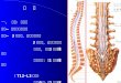脊 髓 一、 位置：椎管内 上端 — 枕大孔处接延髓 下端 — 3 个月前，与椎管等长。 3 个月后，高度差出现。 出生时，达第 3 腰椎体下缘