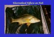 Electroshock Effects on Fish