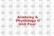 Anatomy & Physiology II Unit Four