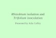 Rhizobium  isolation and  Trifolium  inoculation