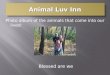 Animal Luv Inn