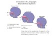 Evolution of Language: Neanderthal Speech