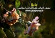 جاطا جنبش احیای طب ایرانی اسلامی jataportal.ir