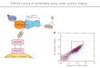 Affinity tuning of antibodies using yeast surface display