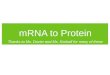 mRNA to Protein