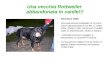 Una vecchia Rottweiler  abbandonata in canile!!!