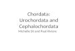 Chordata: Urochordata and Cephalochordata