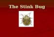 The Stink Bug
