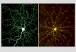 Neuron Structure and Function Relationship between Stimuli  ïƒ  Input Nervous System Organization