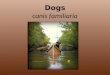Dogs canis familiaria