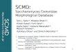 SCMD: Saccharomyces Cerevisiae Morphological Database