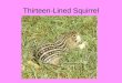 Thirteen-Lined Squirrel