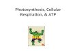 Photosynthesis, Cellular Respiration, & ATP