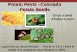 Potato Pests â€“Colorado Potato Beetle