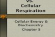 Photosynthesis vs.  Cellular Respiration