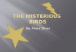 The  misterious birds