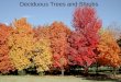 Deciduous Trees and Shrubs