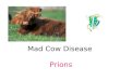 Mad Cow Disease  Prions