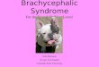 Brachycephalic Syndrome For the French Bulldog Lover!
