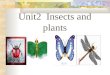Unit2  Insects and plants