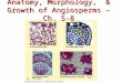 Anatomy, Morphology,  & Growth of Angiosperms – Ch. 5-8
