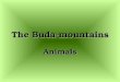 The Buda-mountains