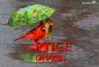 PTICE  ( AVES )