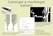 Cytologie a morfologie bakteri­