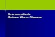 Dracunculiasis Guinea Worm Disease