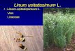 Linum usitatissimum  L