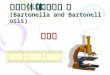 ·´°”é€½“·´°”é€½“ç—… (Bartonella and Bartonellosis)
