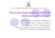 Bactérias degradadoras de PCBs (bifenilas policloradas)