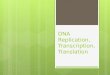DNA Replication, Transcription, Translation