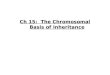 Ch 15:  The Chromosomal Basis of Inheritance
