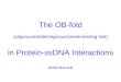 The OB-fold (oligonucleotide/oligosaccharide-binding fold) in Protein-ssDNA Interactions