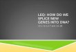 LEQ: How do we splice new genes into DNA?