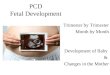 PCD Fetal Development