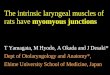 The intrinsic laryngeal muscles of rats have  myomyous junctions