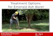 Treatment Options  for Emerald Ash Borer