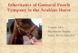 Inheritance of Guttural Pouch Tympany in the Arabian Horse