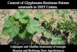 Control of Glyphosate-Resistant Palmer amaranth in DHT Cotton