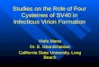 Studies on the Role of Four Cysteines of SV40 in Infectious Virion Formation