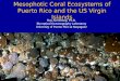 Mesophotic Coral Ecosystems of Puerto Rico and the US Virgin Islands