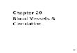 Chapter 20–  Blood Vessels & Circulation