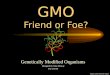 GMO Friend or Foe?