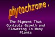 The Pigment That Controls Growth and Flowering In Many Plants