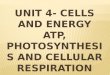 Unit 4- Cells and Energy ATP, Photosynthesis and Cellular Respiration