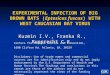 EXPERIMENTAL INFECTION OF BIG BROWN BATS ( Eptesicus fuscus ) WITH WEST CAUCASIAN BAT VIRUS